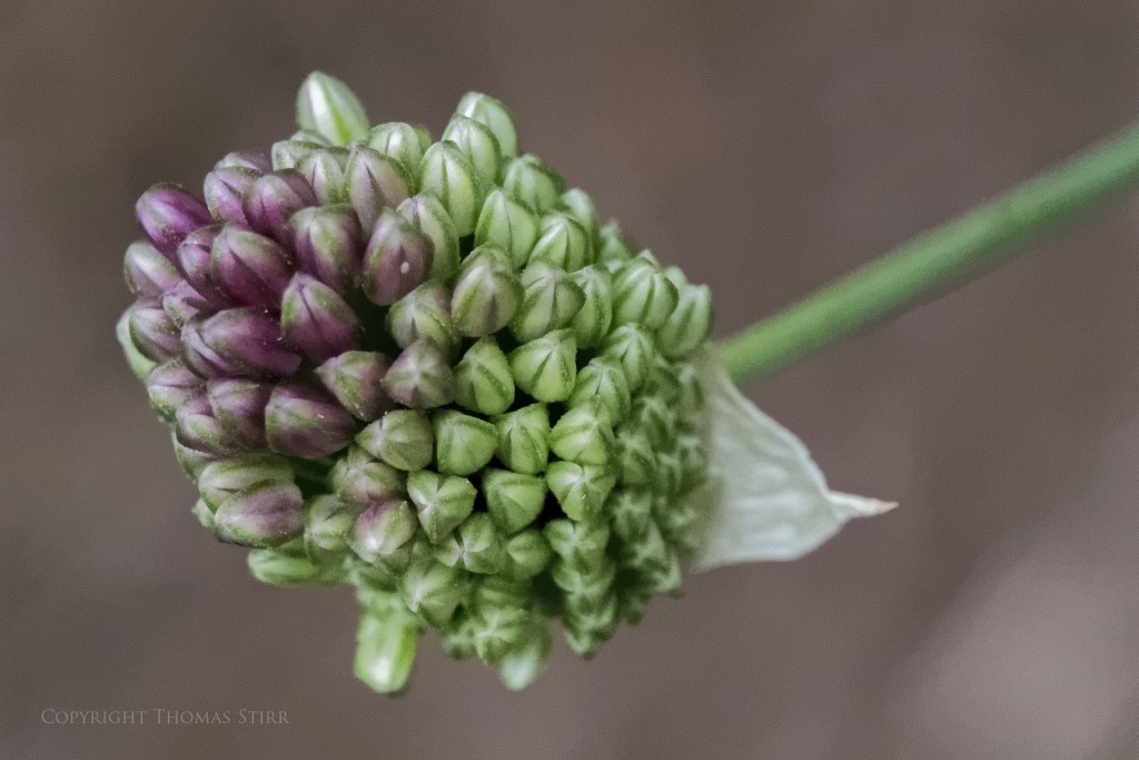 f/5.6, 1/500, ISO-6400, 74mm, centre weighted average metering, Vello Extension Tubes
