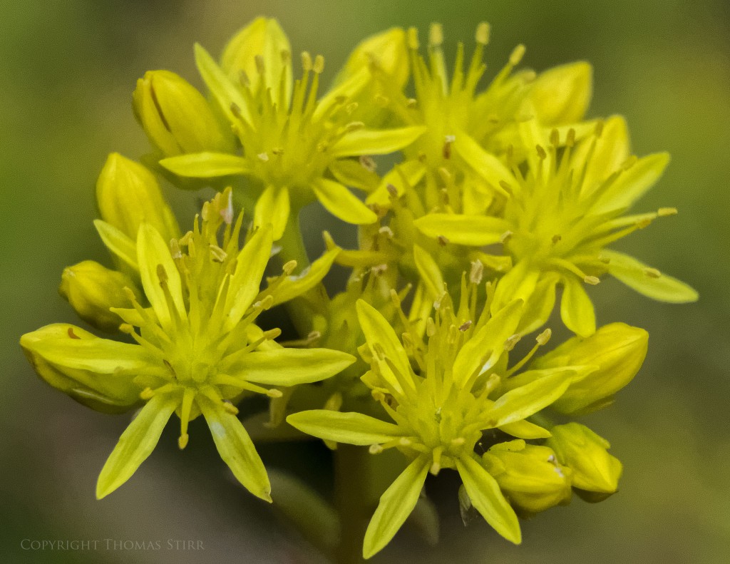 f/5.6, 1/1000, ISO-2800, 97mm, centre weighted metering