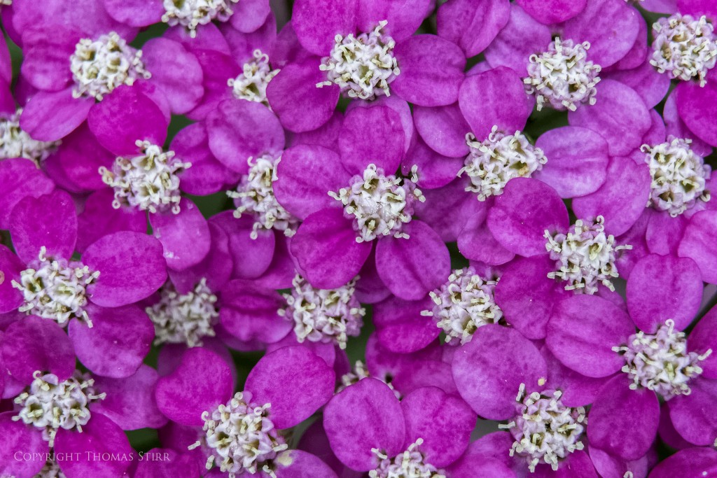 f/5.6, 1/1000, ISO-2500, 55mm, spot metering