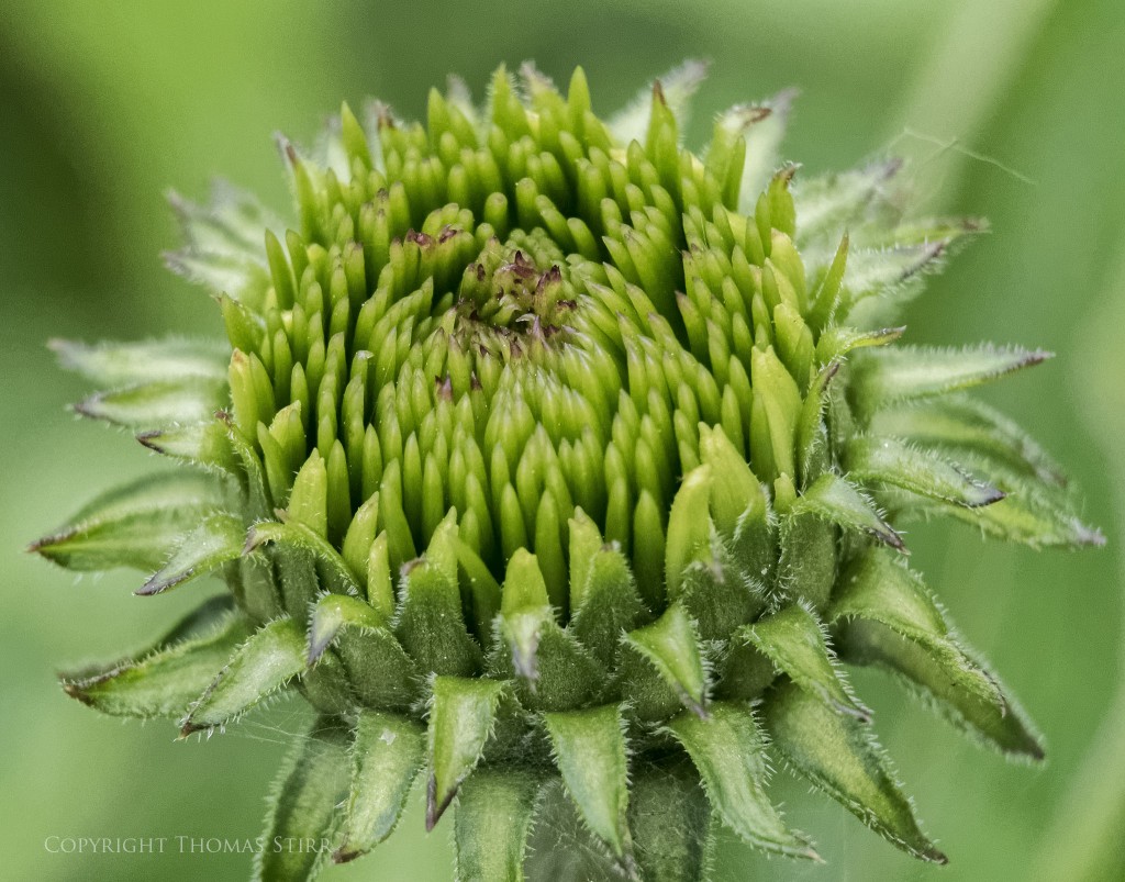 f/5.6, 1/640, ISO-3200, 80mm, spot metering, Vello Extension Tubes