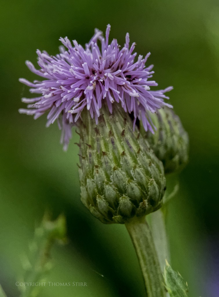 f/5.6, 1/1250, ISO-3200, 66mm, spot metering, Vello Extension Tubes