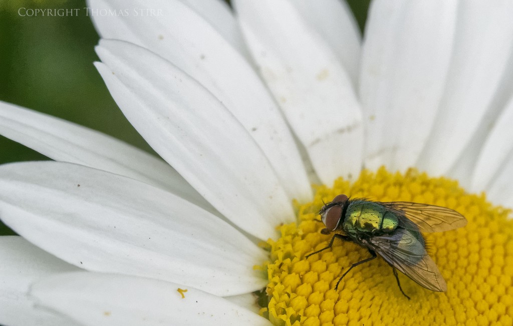 f/5.6, 1/1000, ISO-1600, 41mm, centre weighted average metering, Vello Extension Tubes