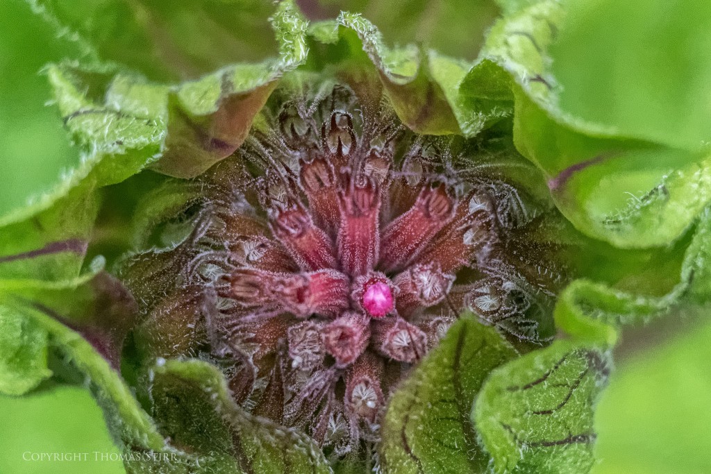 f/5.6, 1/1600, ISO-3200, 83mm, spot metering, Vello Extension Tubes