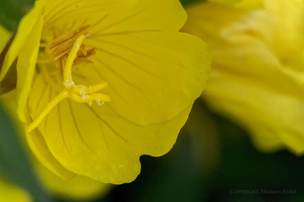 f/5.6, 1/3200, ISO-3200, 110mm, spot metering, Vello Extension Tubes