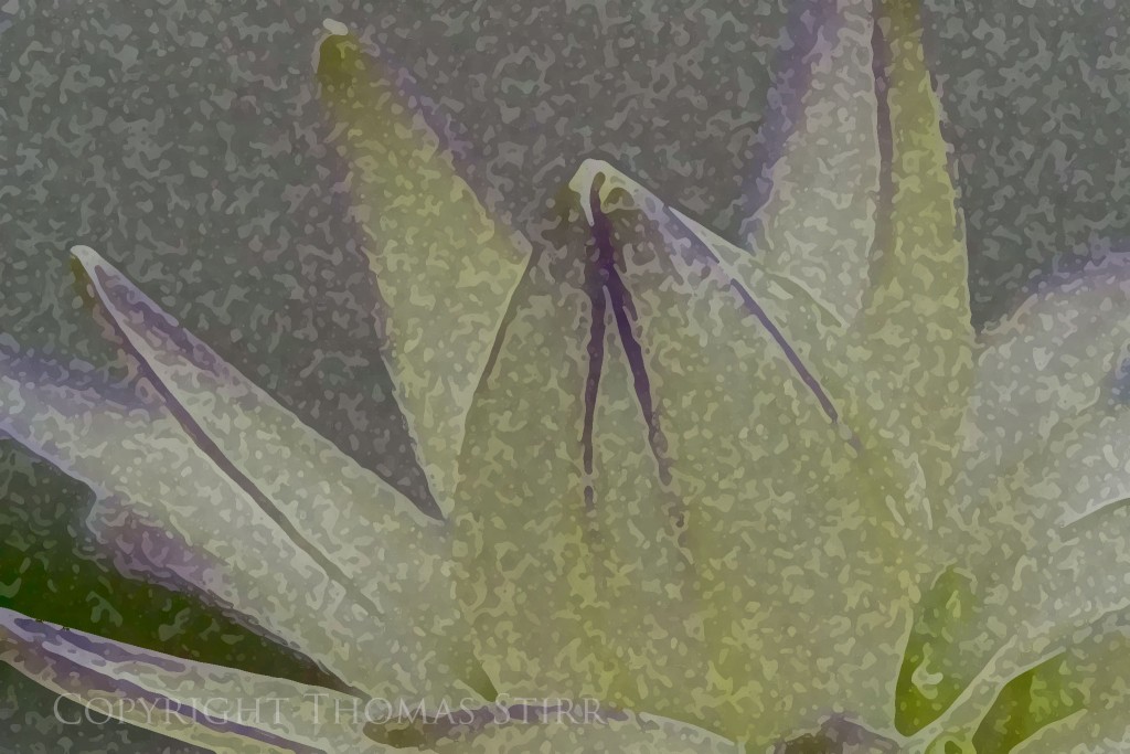 flowers with Nikon 1 image 7dry brush