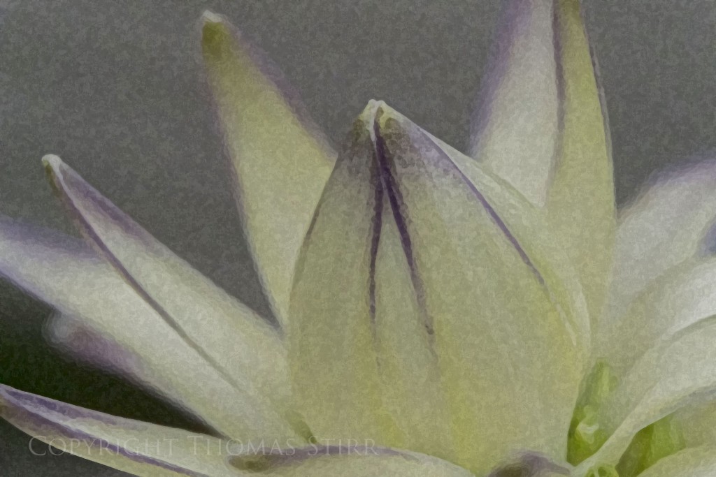 flowers with Nikon 1 image 7sponge