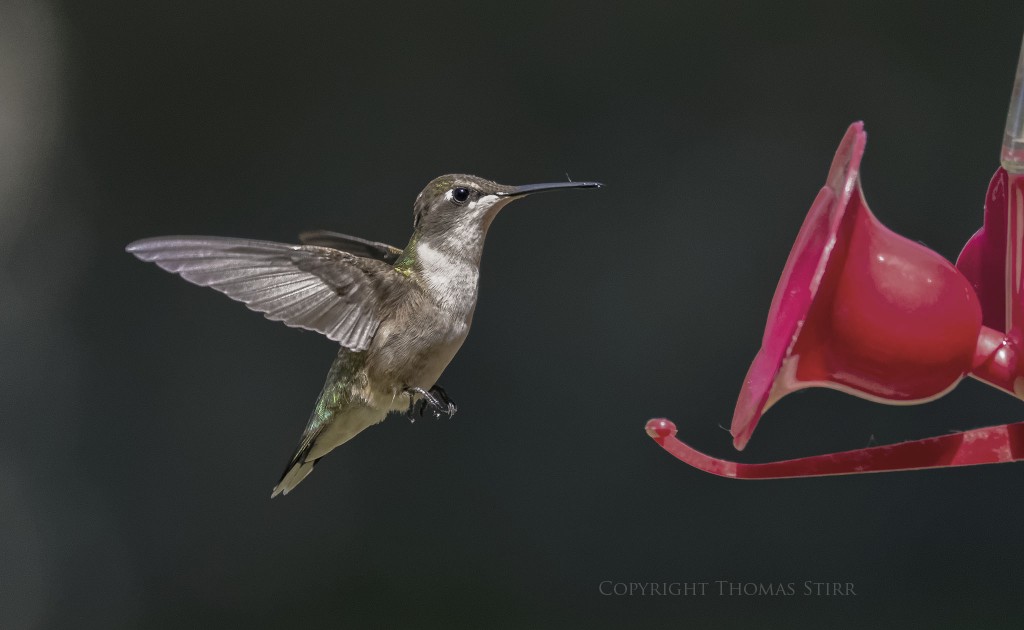 NIKON 1 V2 + NIKON 1 CX 70-300 f/4.5-5.6 @ 300mm, f/5.6, 1/4000, ISO-4500, efov 810mm