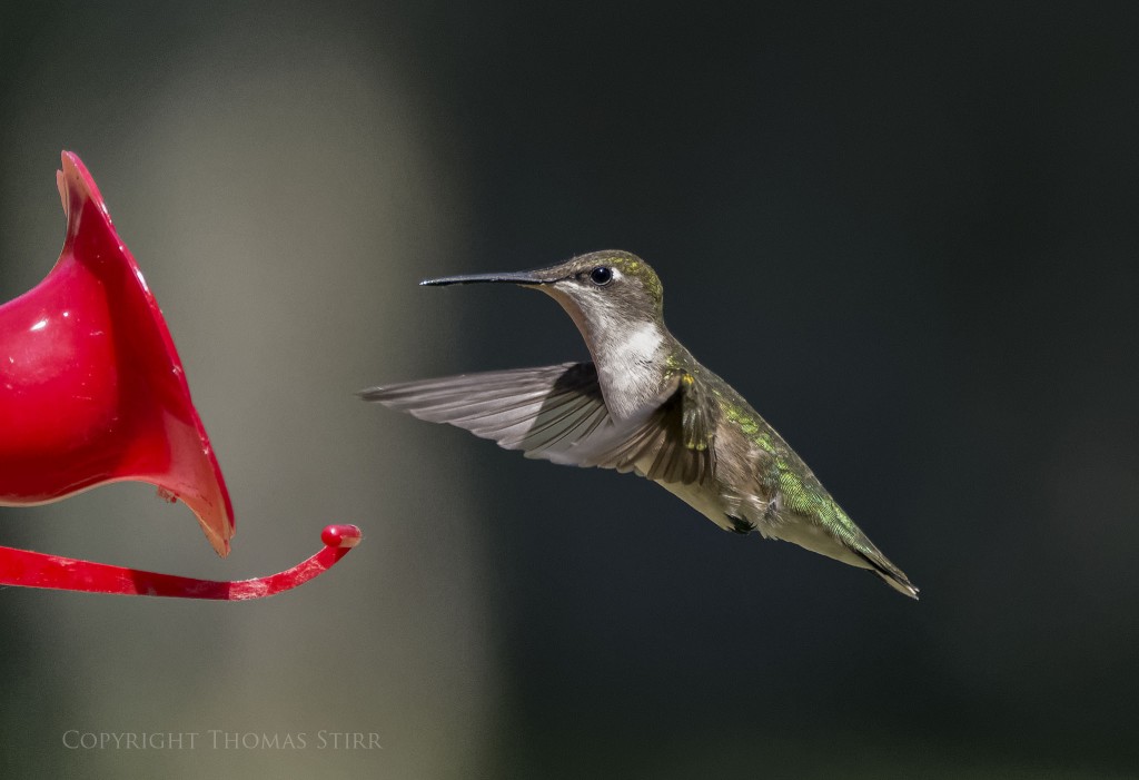 NIKON 1 V2 + NIKON 1 CX 70-300 f/4.5-5.6 @ 300mm, f/5.6, 1/4000, ISO-3200, efov 810mm
