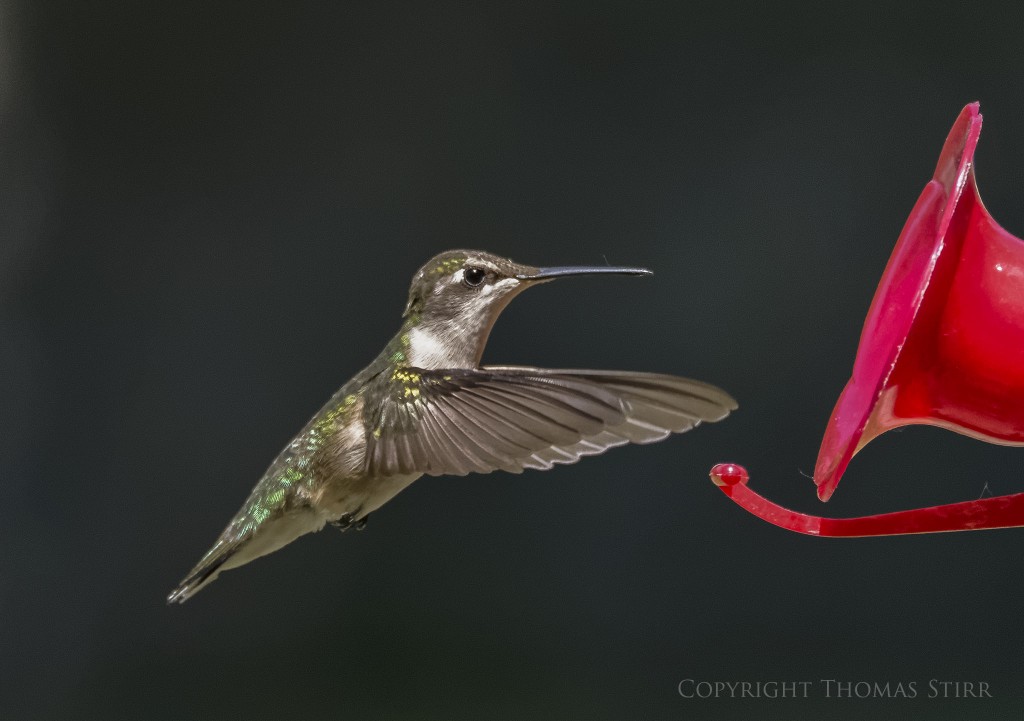 NIKON 1 V2 + NIKON 1 CX 70-300 f/4.5-5.6 @ 300mm, f/5.6, 1/4000, ISO-4500, efov 810mm