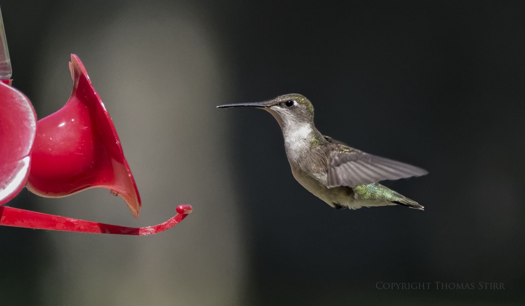 NIKON 1 V2 + NIKON ! CX 70-300 f/4.5-5.6 @ 300mm, f/5.6, 1/4000, ISO-3200, efov 810mm