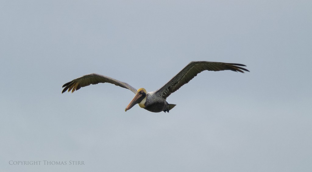 f/5.6, 1/1600, ISO-200, 300mm, efov 810mm