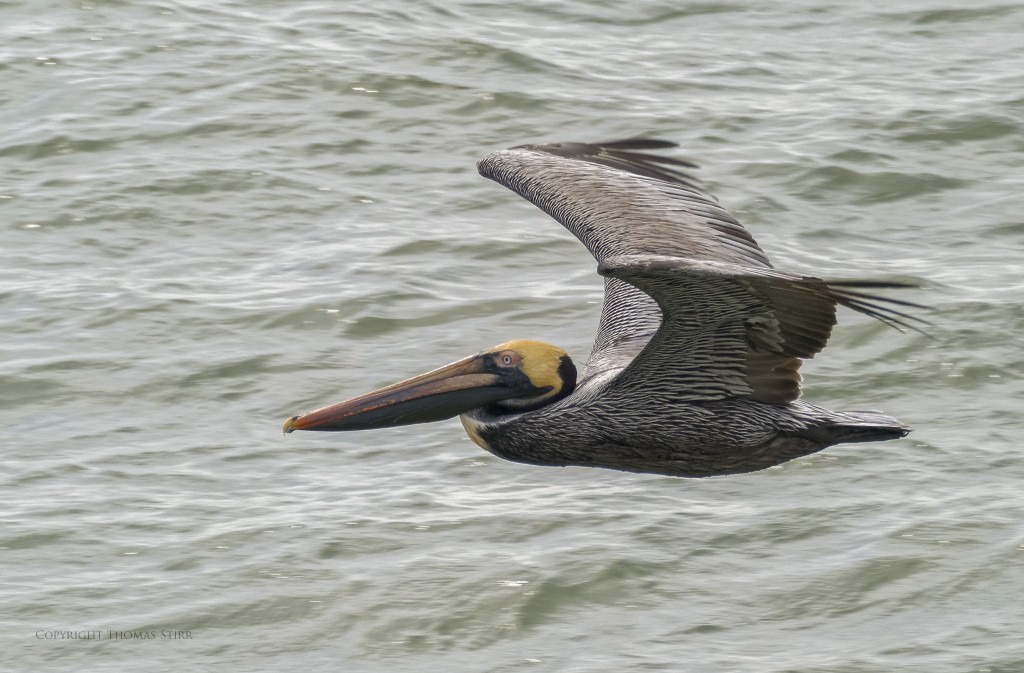 f/5.6, 1/1250, ISO-200, 300mm, efov 810mm