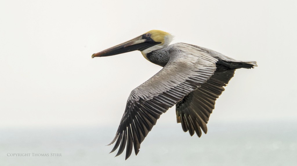 f/5.6, 1/2000, ISO-200, 300mm, efov 810mm