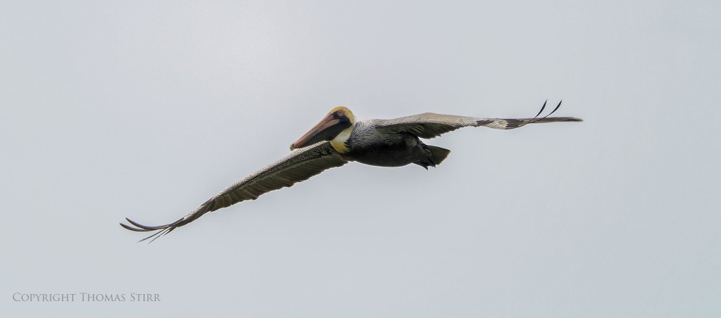f/5.6, 1/2000, ISO-200, 300mm, efov 810mm