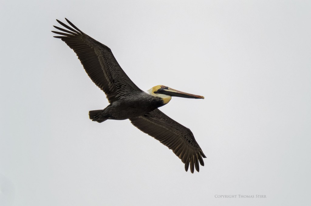 f/5.6, 1/4000, ISO-400, 287mm, efov 775mm