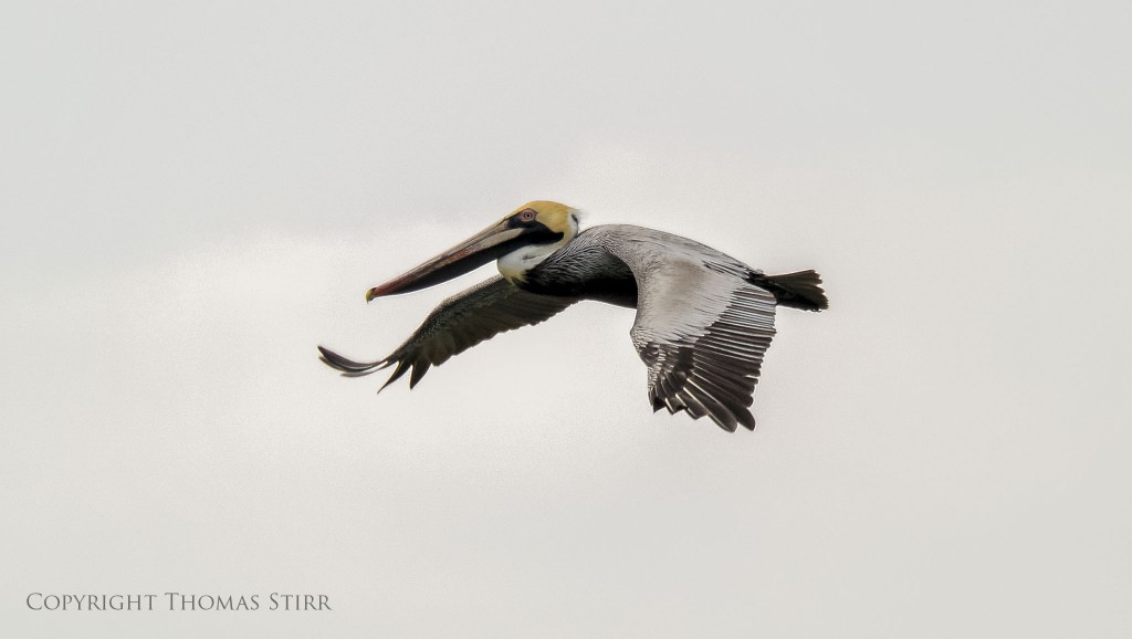 f/5.6, 1/2500, ISO-200, 300mm, efov 810mm