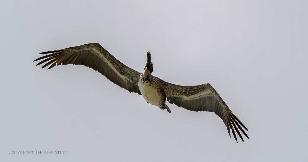 f/5.6, 1/2000, ISO-160, 300mm, efov 810mm