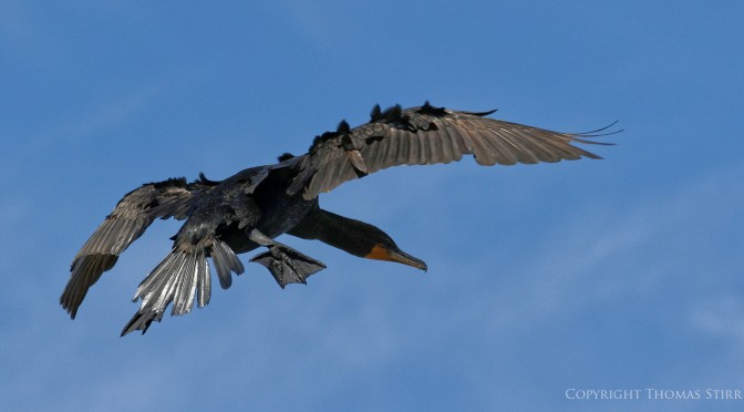 Cormorants in flight with Nikon 1 J5