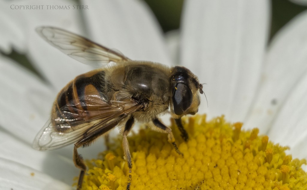 Nikon 1 V2 + Nikon 1 CX 30-110 f/3.8-5.6 @ 110mm, f/5.6, 1/1000, ISO-160, spot metering, Vello extension tubes