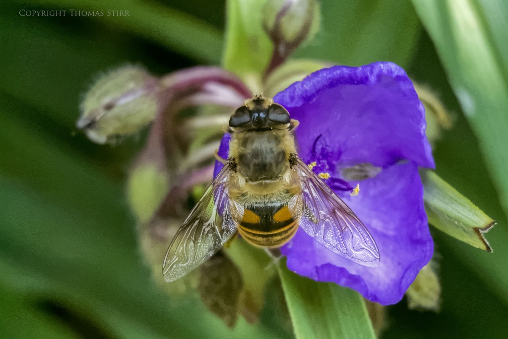 Nikon 1 V2 + Nikon 1 CX 30-110mm f/3.8-5.6 @ 110mm, f/5.6, 1/1600, ISO-4500, spot metering, Vello extension tubes