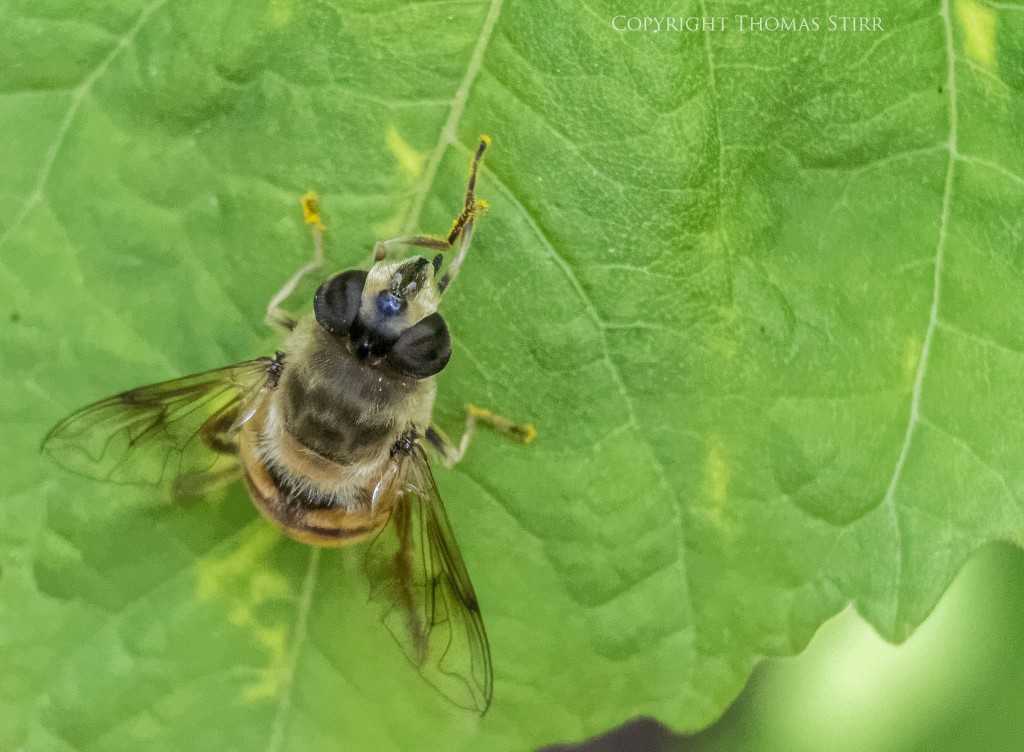 Nikon 1 V2 + Nikon 1 CX 30-110mm f/3.8-5.6 @ 110mm, f/5.6, 1/1600, ISO-5600, spot metering, Vello extension tubes