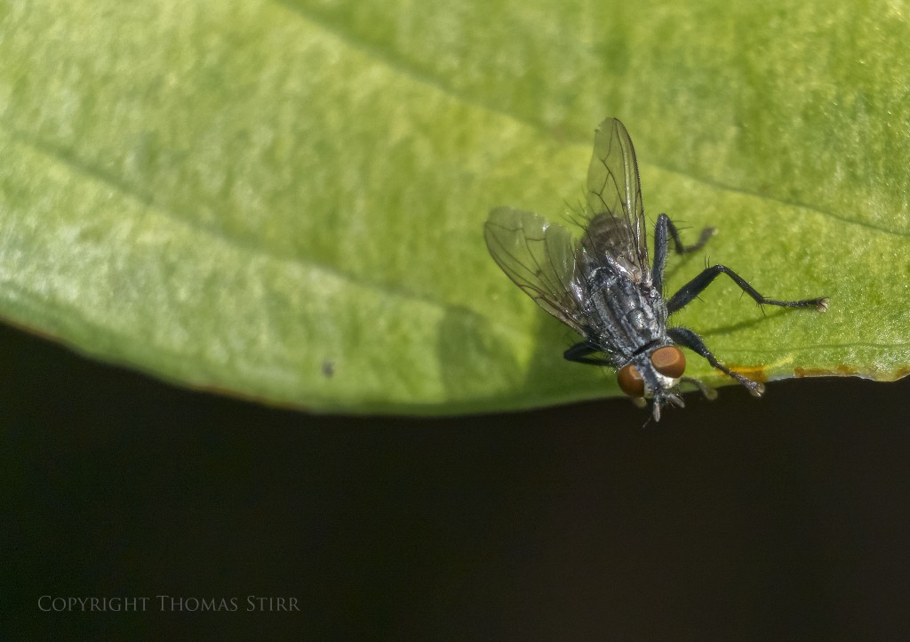 Nikon 1 V2 + Nikon 1 CX 30-110 f/3.8-5.6 @ 110mm, f/5.6, 1/1250, ISO-720, centre weighted metering, Vello extension tubes