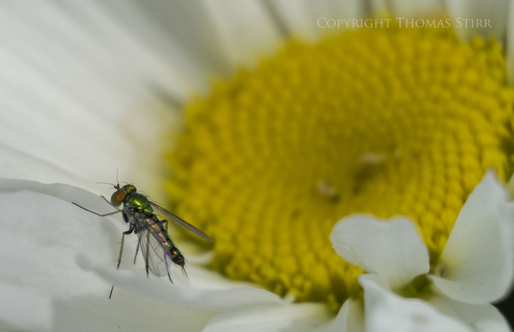 Nikon 1 V2 + Nikon 1 CX 30-110mm f/3.8-5/6 @ 110mm, f/5.6, 1/1250, ISO-160, spot metering, Vello extension tubes