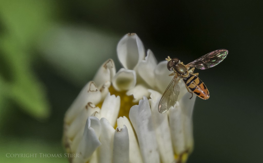 Nikon 1 V2 + Nikon 1 CX 30-110mm f/3.8-5.6 @ 110mm, f/5.6, 1/1600, ISO-640, spot metering, Vello extension tubes