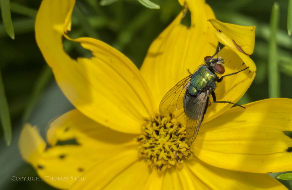 Nikon 1 V2 + Nikon 1 CX 30-110mm f/3.8-5.6 @ 110mm, f/5.6, 1/1600, ISO-560, spot metering, Vello extension tubes