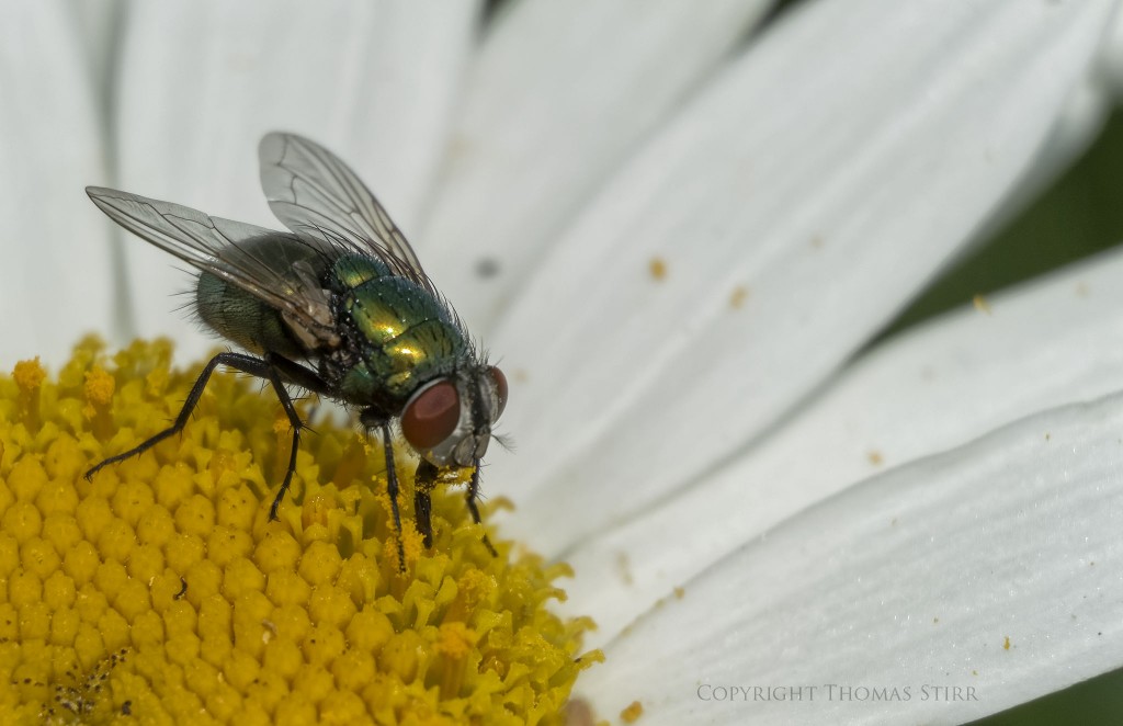 Nikon 1 V2 + Nikon 1 CX 30-110mm f/3.8-5.6 @ 110mm, f/5.6, 1/1600, ISO-220, spot metering, Vello extension tubes