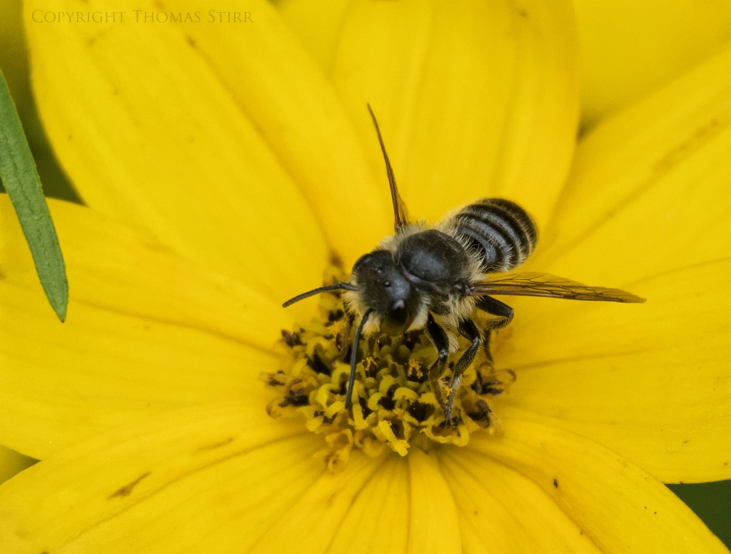 Nikon 1 V2 + Nikon 1 CX 30-110mm f/3.8-5.6 @ 110mm, f/5.6, 1/1250, ISO-800, centre weighted metering, Vello extension tubes