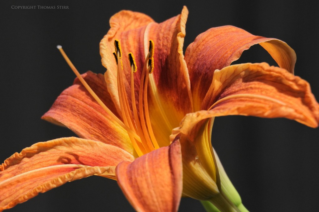 Nikon 1 J5 + Nikon 1 30-110mm f/3.8-5.6 @ 110mm, f/5.6, 1/1000, ISO-500, Vello 16mm extension tube