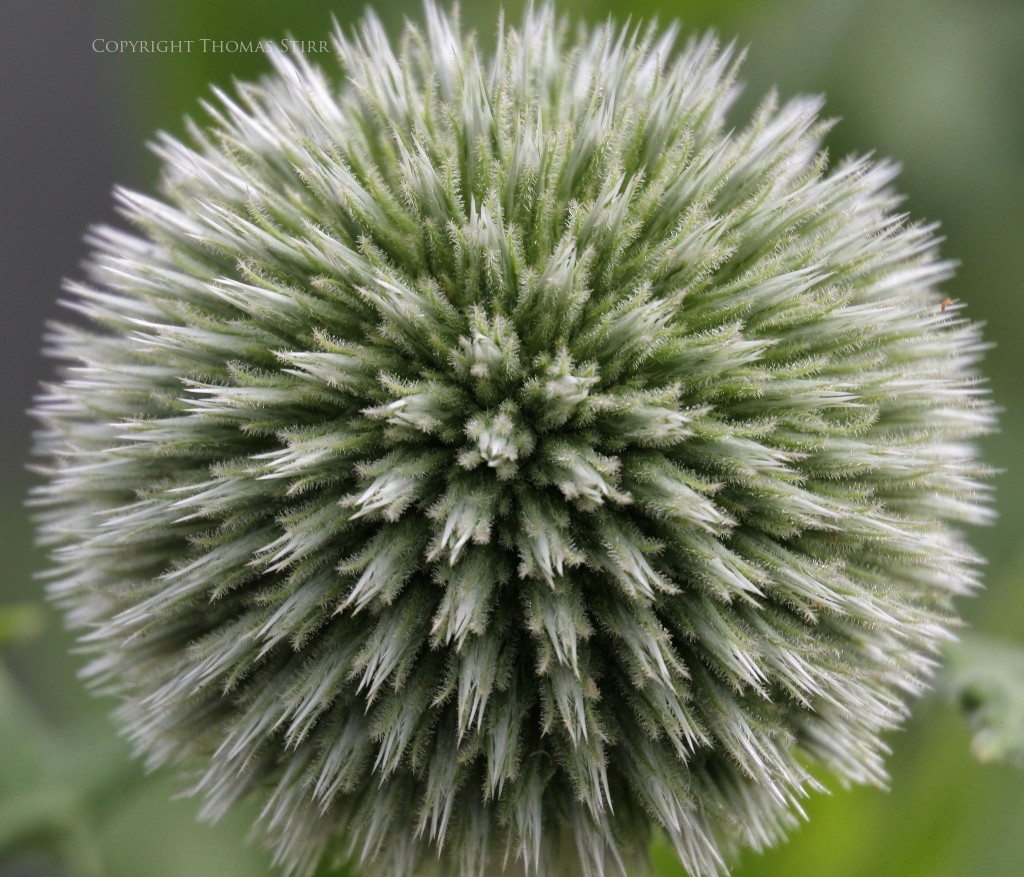 Nikon 1 J5 + Nikon 1 30-110mm f/3.8-5.6 @ 110mm, f/5.6, 1/400, ISO-360, 16mm Vello extension tube
