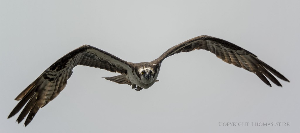 Nikon 1 V2 + Nikon 1 CX 70-300 f/4.5-5.6 @ 300mm, f/5.6, 1/1250, ISO-160