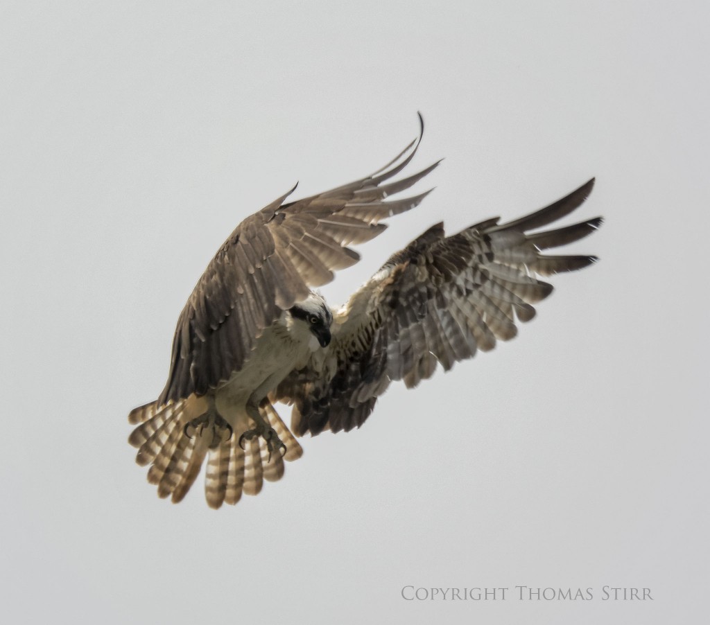 Nikon 1 V2 + Nikon 1 CX 70-300 @ 300mm, f/5.6, 1/1250, ISO-160