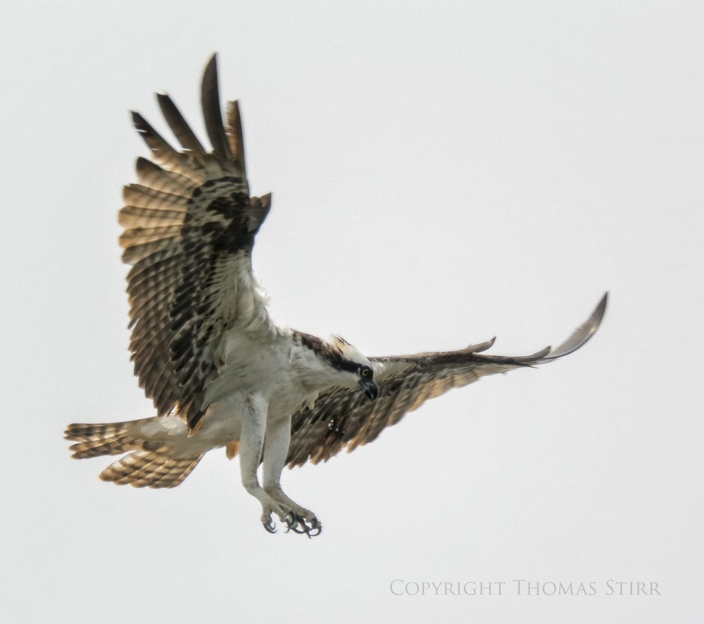 Nikon 1 V2 + Nikon 1 CX 70-300 f/4.5-5.6 @ 300mm, f/5.6, 1/1250, ISO-160