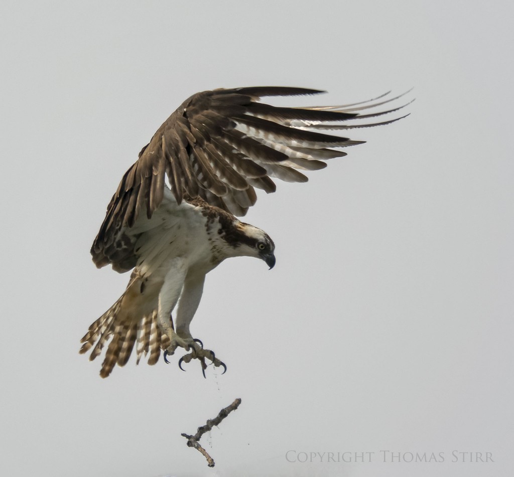 Nikon 1 V2 + Nikon 1 CX 70-300 f/4.5-5.6 @ 300mm, f/5.6, 1/1600, ISO-160