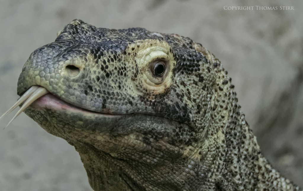 Nikon 1 V2 + Nikon 1 CX 70-300 f/4.5-5.6 @ 283mm, efov 763mm, f/5.6, 1/1250, ISO-2800