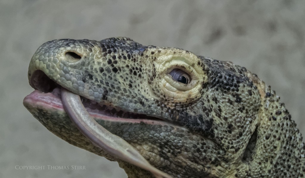 Nikon 1 V2 + Nikon 1 CX 70-300 f/4.5-5.6 @ 283mm, efov 763mm, f/5.6, 1/1250, ISO-2800