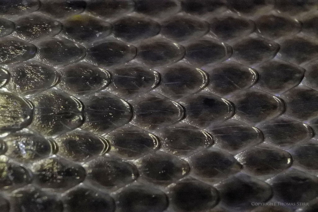 Nikon 1 J5 + Nikon 1 30-110mm f/4.5-5.6 @ 110mm, efov 297mm, f/5.6, 1/125, ISO-6400