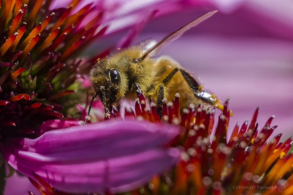 Nikon 1 J5 + Nikon 1 30-110mm f/3.8-5.6 @ 110mm, f/5.6, 1/1000, ISO-720, Vello extension tubes