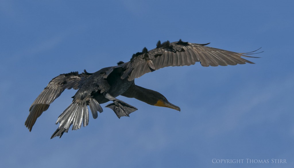 Nikon 1 J5 + Nikon 1 CX 70-300mm f/4.5-5.6 @ 149mm, f/5.6, 1/1260, ISO-160