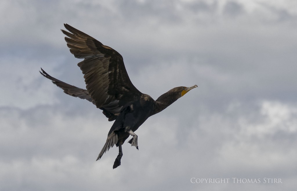 Nikon 1 J5 + Nikon 1 CX 70-300mm f/4.5-5.6 @ 97mm, f/5.6, 1/1600, ISO-180