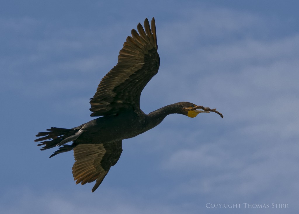 Nikon 1 J5 + Nikon 1 CX 70-300mm f/4.5-5.6 @ 101mm, f/5.6, 1/1600, ISO-160