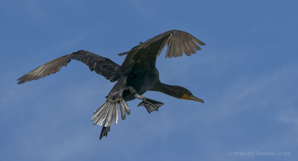Nikon 1 J5 + Nikon 1 CX 70-300mm f/4.5-5.6 @ 149mm, f/5.6, 1/1250, ISO-160