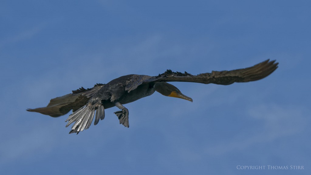 Nikon 1 J5 + Nikon 1 CX 70-300mm f/4.5-5.6 @ 149mm, f/5.6, 1/1250, ISO-160