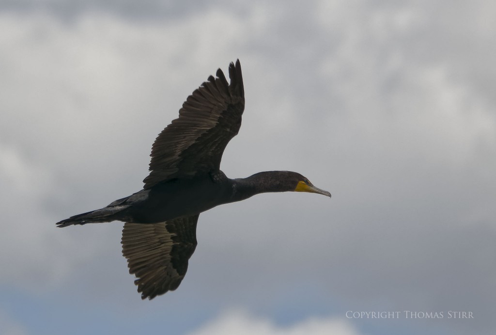 Nikon 1 J5 + Nikon 1 CX 70-300mm f/4.5-5.6 @ 216mm, f/5.6, 1/1600, ISO-180