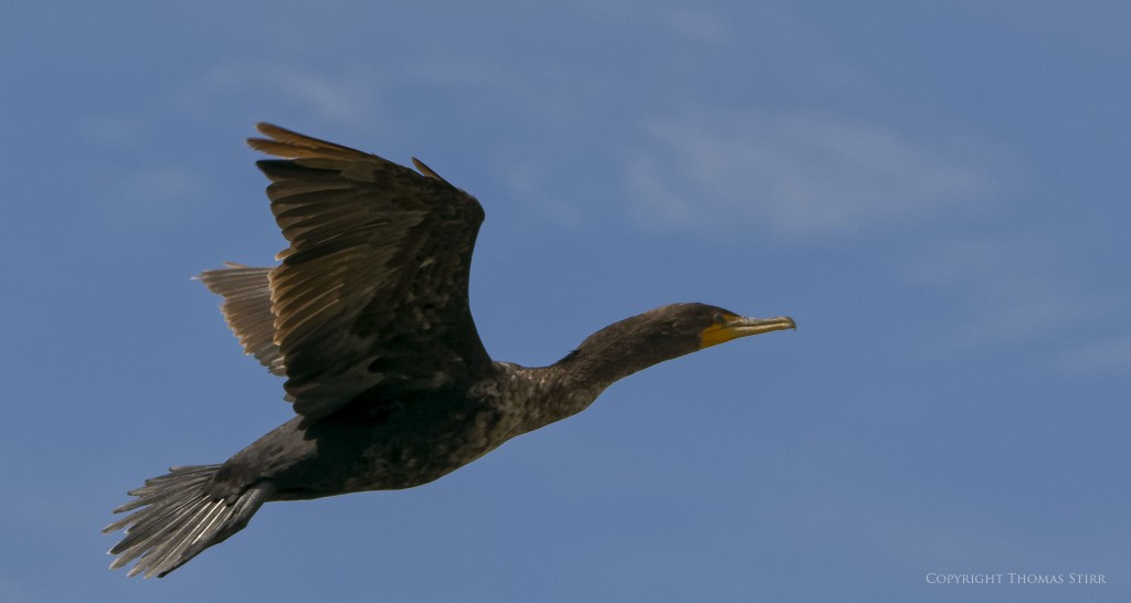 Nikon 1 J5 + Nikon 1 CX 70-300mm f/4.5-5.6 @ 101mm, f/5.6, 1/1600, ISO-160