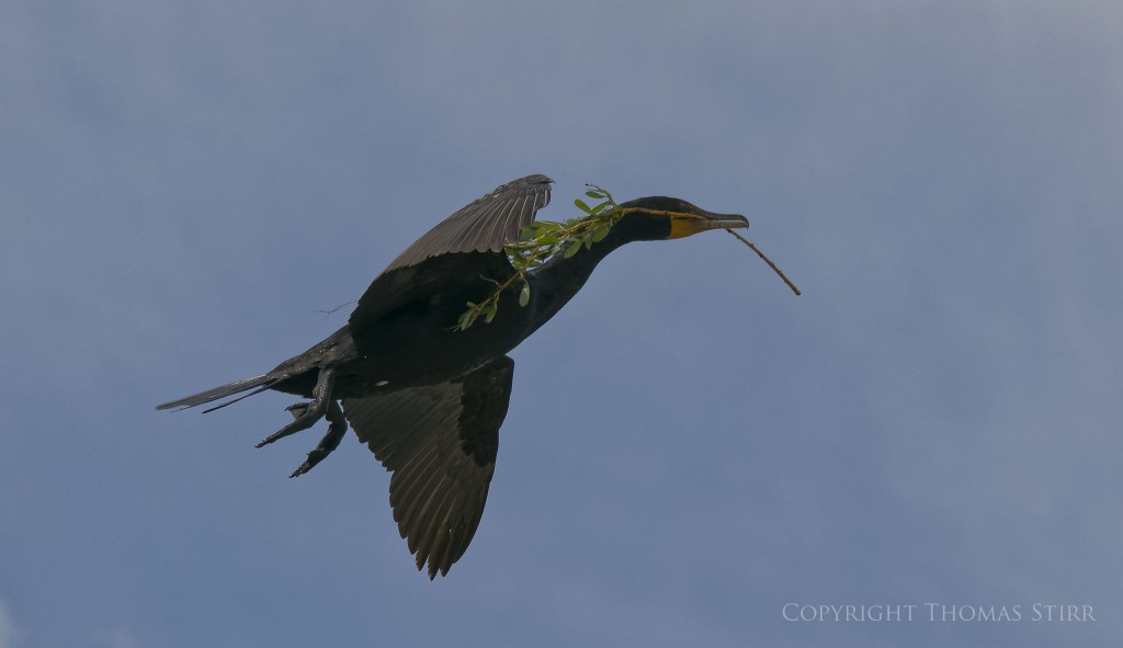 Nikon 1 J5 + Nikon 1 CX 70-300mm f/4.5-5.6 @ 101mm, f/5.6, 1/1600, ISO-160