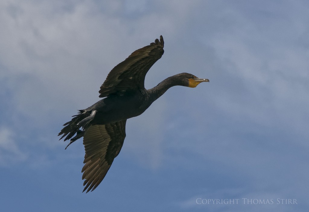 Nikon 1 J5 + Nikon 1 CX 70-300mm f/4.5-5.6 @ 101mm, f/5.6, 1/1600, ISO-160